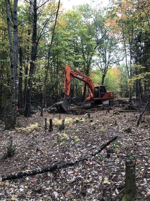 Before stump removal